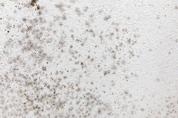 Best Mold Remediation for Healthcare Facilities  in Wrightsboro, NC
